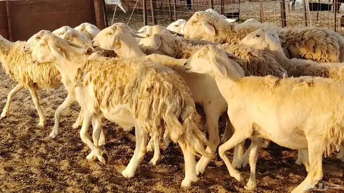 غنم حريه حرش صغار سن 17 بالفحل 24