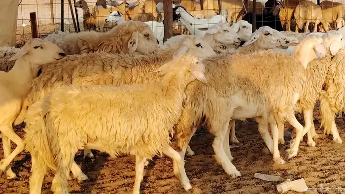 غنم حريه حرش صغار سن 17 بالفحل 7