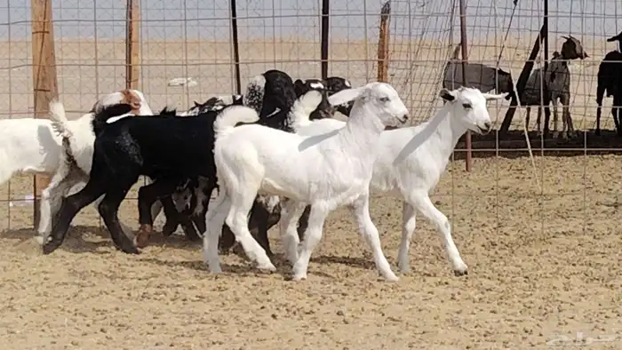 معزه خلفات للبيع العدد 7 تحتها 7 4