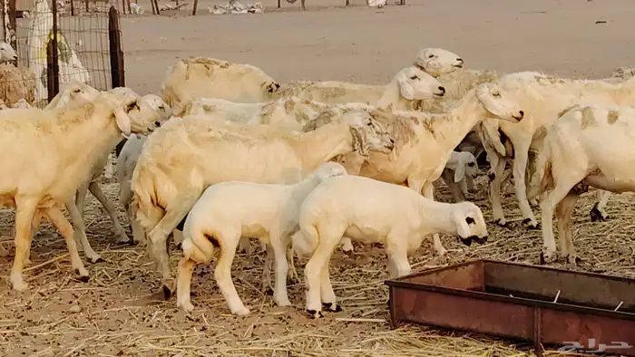 ضان خلفات طيبه 20 بالفحل تحتها 19 8