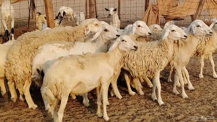 غنم حريه حرش صغار سن 17 بالفحل 17