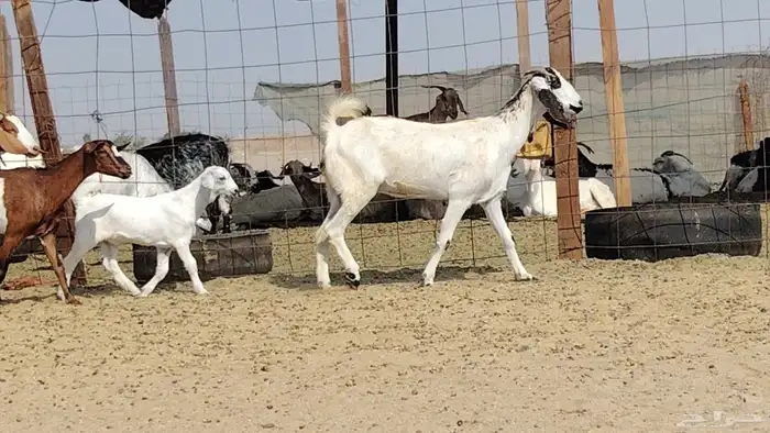 معزه خلفات للبيع العدد 7 تحتها 7 0