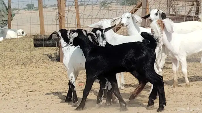 معزه خلفات للبيع العدد 7 تحتها 7 3