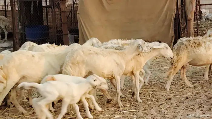 ضان خلفات طيبه 20 بالفحل تحتها 19 3