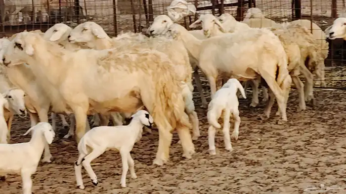 ضان خلفات طيبه 20 بالفحل تحتها 19 17