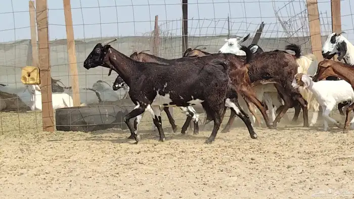 معزه خلفات للبيع العدد 7 تحتها 7 7