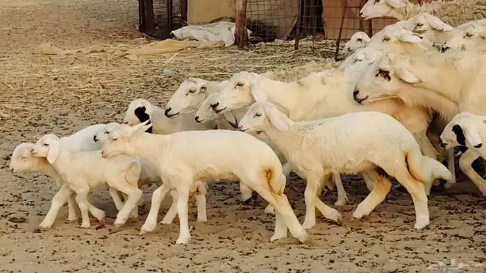 ضان خلفات طيبه 20 بالفحل تحتها 19 2