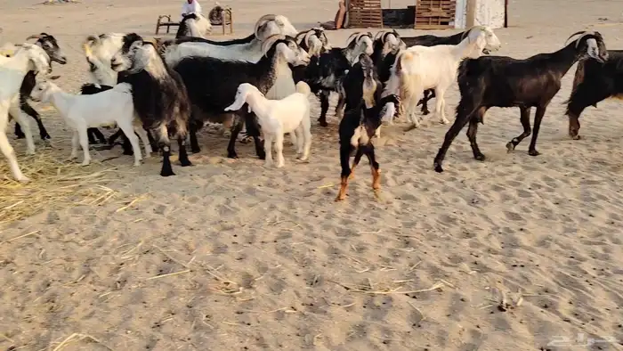 عروض معزة خلفات 4