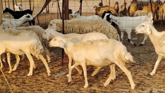 غنم حريه حرش صغار سن 17 بالفحل 8