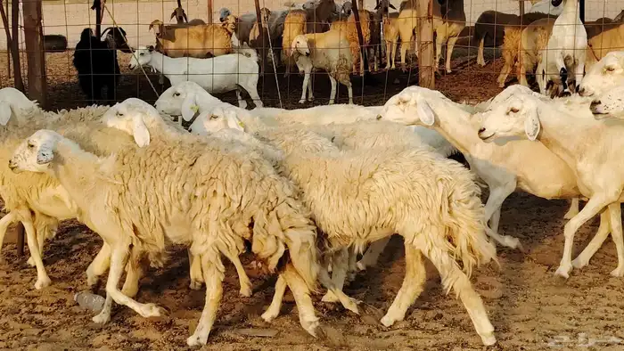 غنم حريه حرش صغار سن 17 بالفحل 9