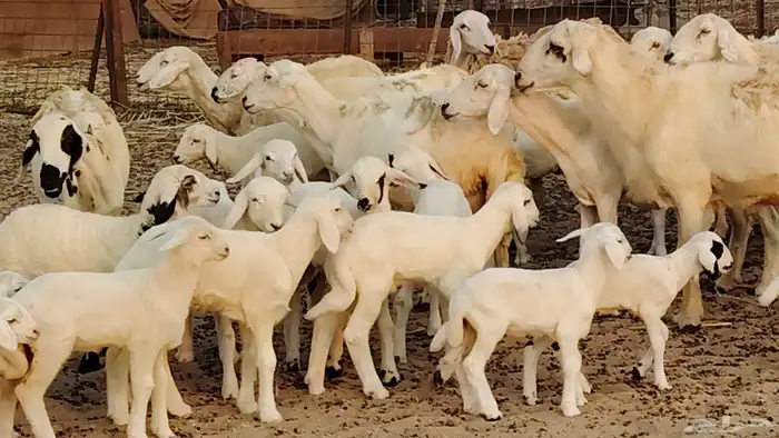 ضان خلفات طيبه 20 بالفحل تحتها 19 0