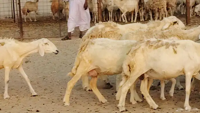 ضان خلفات طيبه 20 بالفحل تحتها 19 15