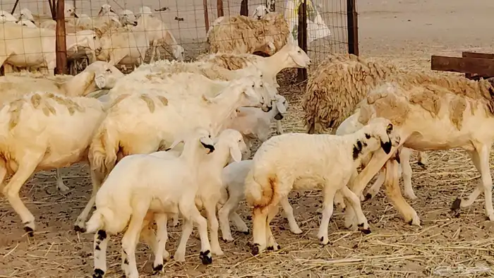 ضان خلفات طيبه 20 بالفحل تحتها 19 6