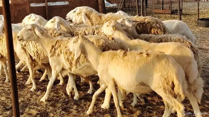 غنم حريه حرش صغار سن 17 بالفحل 26