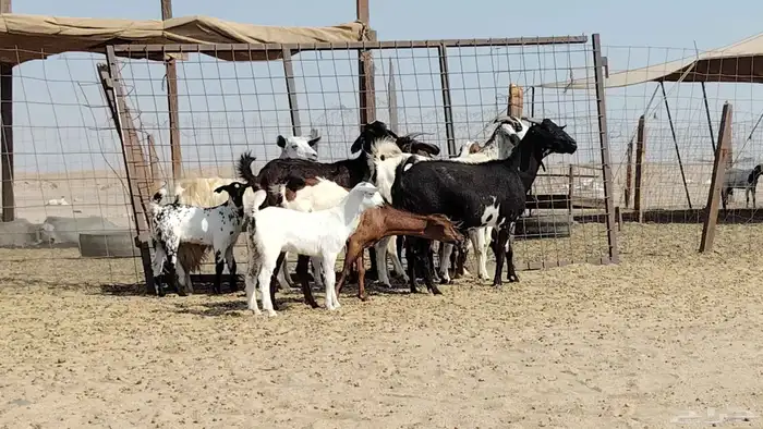 معزه خلفات للبيع العدد 7 تحتها 7 9