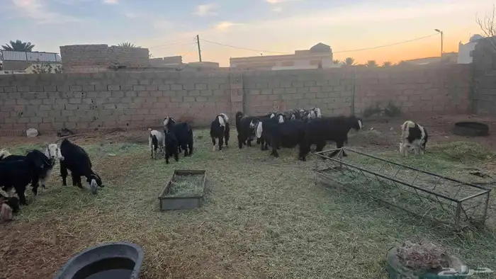 معزا للبيع 0