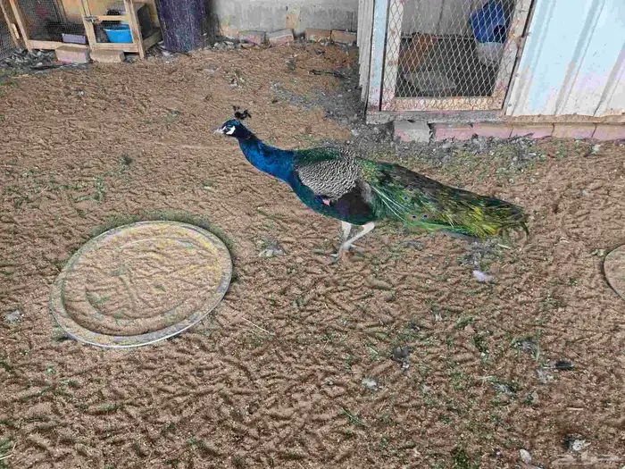 ذكر طاوس للبيع 1