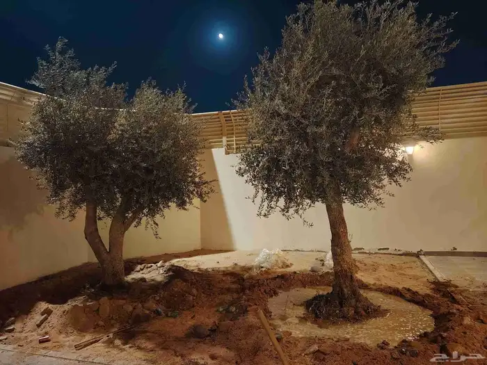 نخل وشنطني زينه وزيتون معمر 2