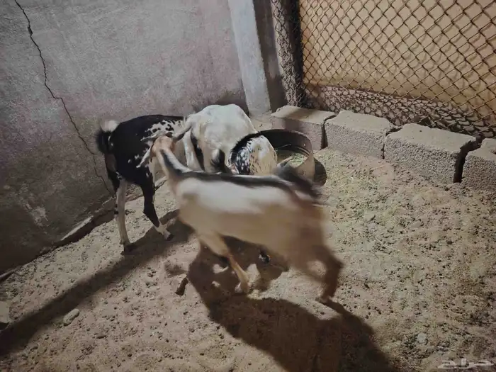 تيوس حريه بلدي 1