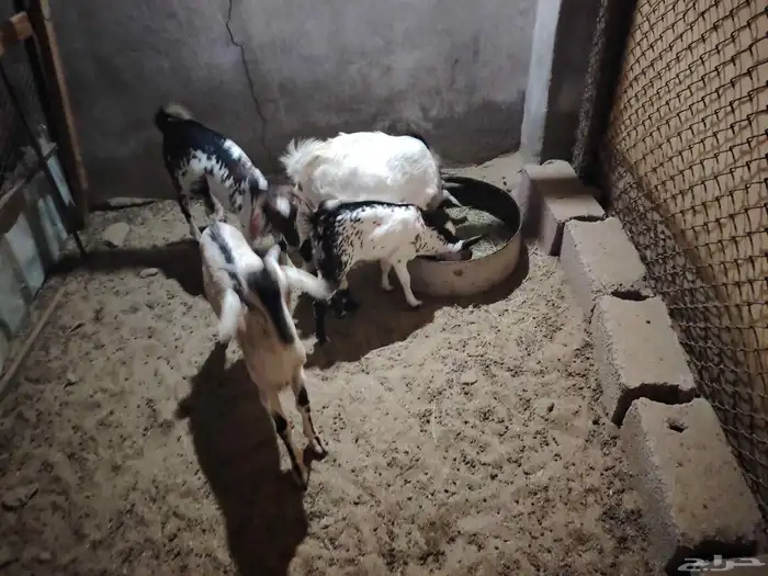 تيوس حريه بلدي 0