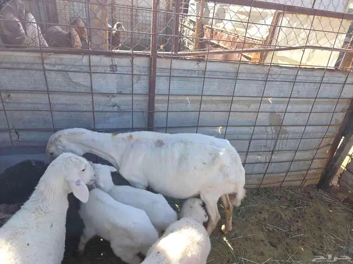 شاه رفيدية معها توم طلي ورخل 0