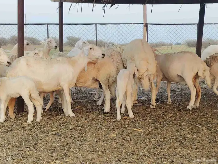 ضان مقاني القوز الحبيل العدد 31 البهم 12 2