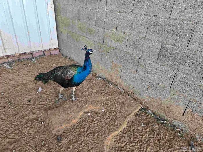 ذكر طاوس للبيع 0