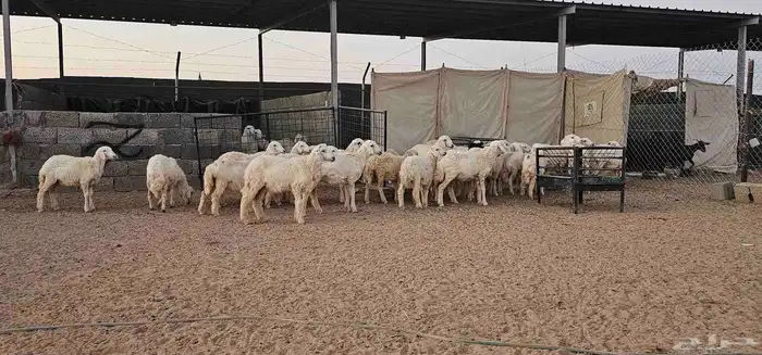 بهم رخال حريات عددها حدود 20 7