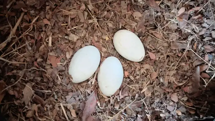 وز بلدي للبيع 9