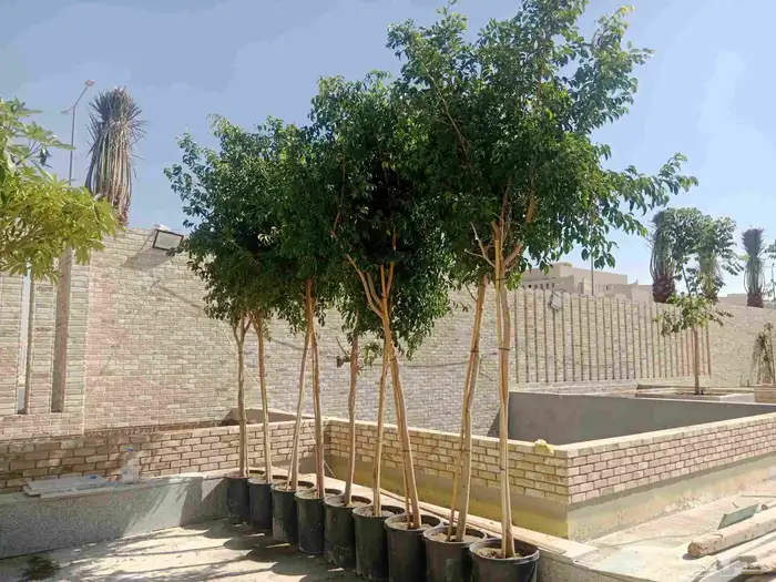 اشجار جميع المقاسات 2