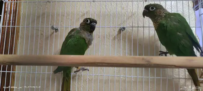 جوز كنيور محلل بشهاداته 1