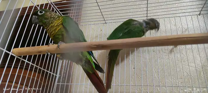 جوز كنيور محلل بشهاداته 3