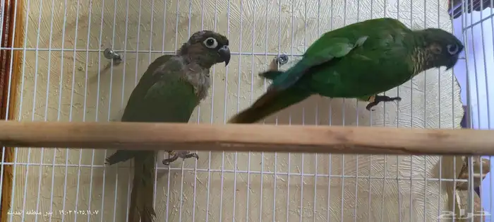 جوز كنيور محلل بشهاداته 0