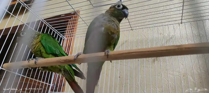 جوز كنيور محلل بشهاداته 2