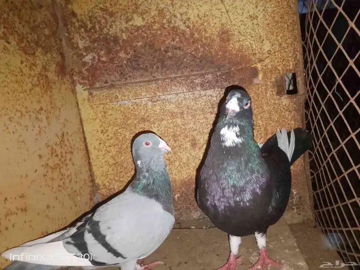 حمام شامي زوج منتج شرط و زوج شباب باقي ما أنتج 0