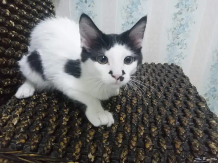 قطط للتبني 3