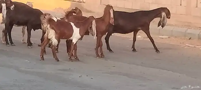 معزه حجازيات العدد 13 مع الفحل الكبار دفيع 7