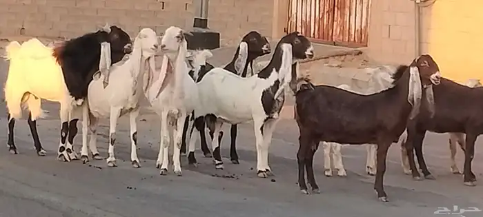 معزه حجازيات العدد 13 مع الفحل الكبار دفيع 6