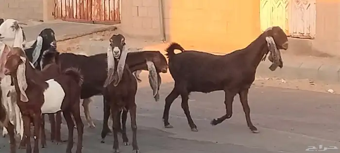 معزه حجازيات العدد 13 مع الفحل الكبار دفيع 8