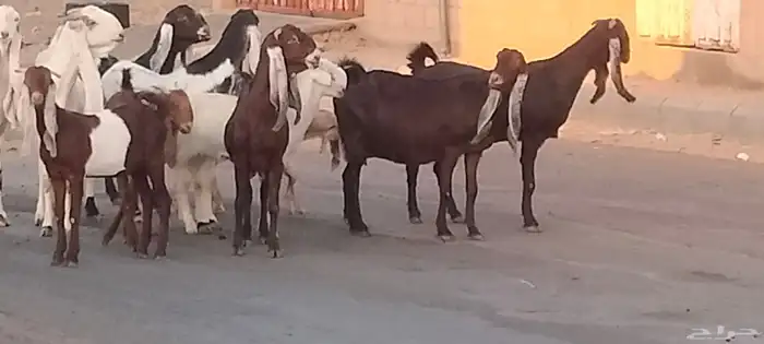 معزه حجازيات العدد 13 مع الفحل الكبار دفيع 5