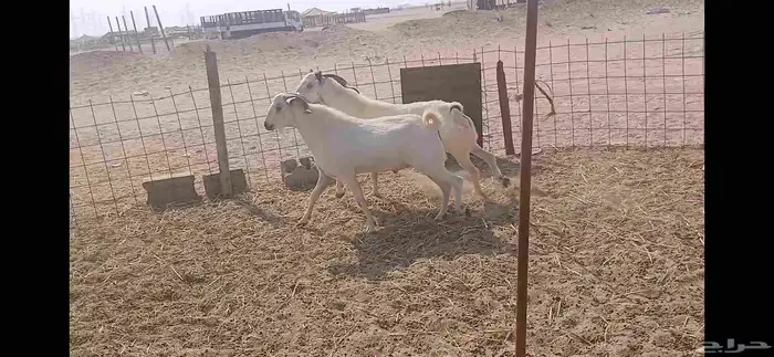 فحول بيشيه مشروطه ضراب وصحه 4