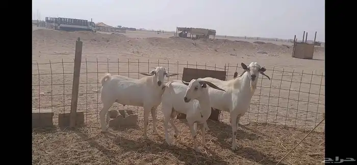 فحول بيشيه مشروطه ضراب وصحه 7