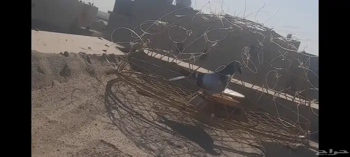 مصيده او شبكه اوقرشعه للبيع 0