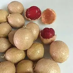 شتلات شجرة الضبر ( كمية محدودة ) 4