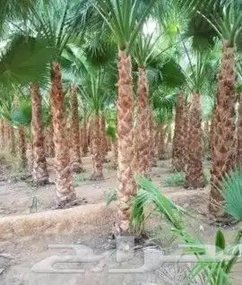 نخل للبيع. 053384752 5