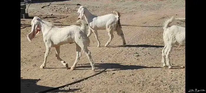 جفرات مطورات 2