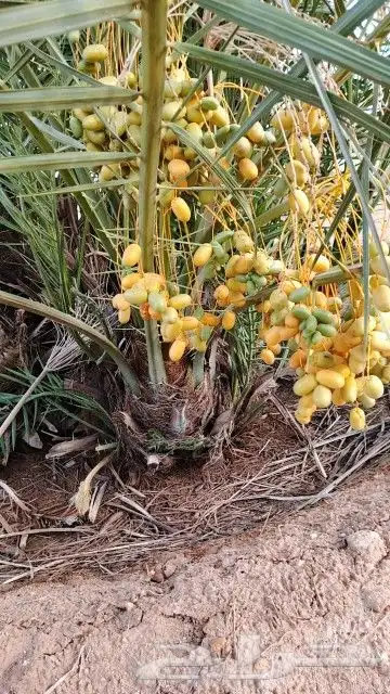 فراخة نخل للبيع 6