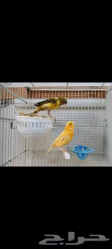 عصافير كناري 1