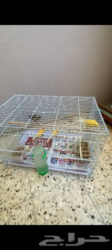 عصافير كناري 2