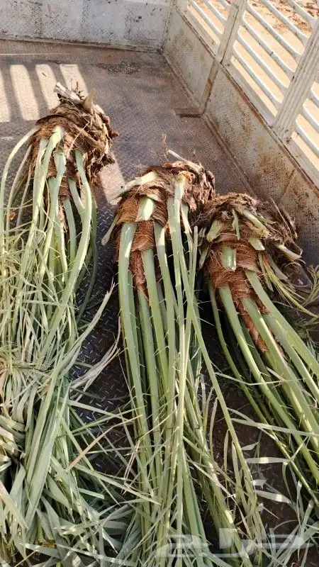 فراخة نخل للبيع 3